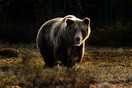 Ιταλία: Αρκούδα επιτέθηκε και τραυμάτισε τουρίστα στο Τρεντίνο