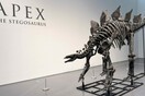 Ο δεινόσαυρος «Apex»πουλήθηκε για 44,6 εκατ. δολάρια - Το αρτιότερο απολίθωμα στεγόσαυρου που έχει βρεθεί