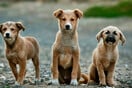 Τουρκία: Σφοδρές αντιδράσεις για το νέο νομοσχέδιο που αφορά τη θανάτωση αδέσποτων σκύλων