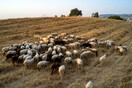 Πανώλη στα αιγοπρόβατα: Εννέα τα κρούσματα- Έχουν θανατωθεί πάνω από 2.400 ζώα 