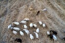 Πανώλη στα αιγοπρόβατα: Επιπλέον 100 κτηνίατροι στη Λάρισα - Προβλέπονται αποζημιώσεις