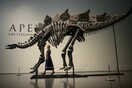 Απολίθωμα του στεγόσαυρου «Apex» πωλήθηκε σε τιμή-ρεκόρ 44,6 εκατ. δολαρίων