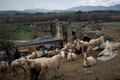 Εντοπίστηκε πανώλη σε αιγοπρόβατα στη Λάρισα και τα Τρίκαλα