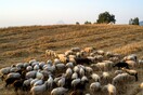 Πανώλη στα αιγοπρόβατα: Συνεχίζονται πυρετωδώς οι έλεγχοι στις κτηνοτροφικές μονάδες της Θεσσαλίας