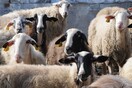 Πανώλη στα αιγοπρόβατα: Αδιάκοποι οι έλεγχοι - Στόχος η εξέταση 125.000 ζώων