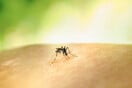 Σέρρες: Ο πρώτος θάνατος από τον ιό του Δυτικού Νείλου για το 2024