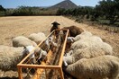 Πανώλη στα αιγοπρόβατα: Τέθηκαν σε ισχύ νέα μέτρα και οδηγίες στο Βόρειο Αιγαίο