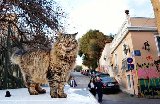 Eφτάψυχες - Nine Lives: Μια οργάνωση που σιτίζει και στειρώνει τις αδέσποτες γάτες της πόλης