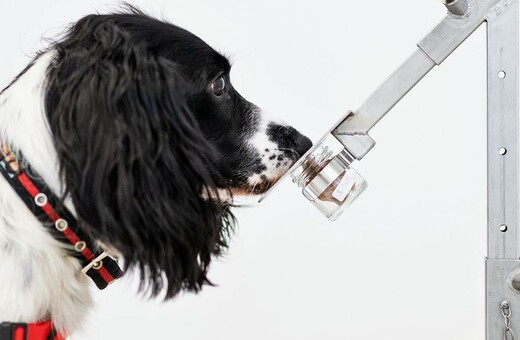 Θα μπορούσαν οι σκύλοι να διαγνώσουν τον κορωνοϊό μέσω της όσφρησης;