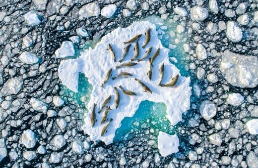 20 φώκιες πάνω σε ένα παγόβουνο της Ανταρκτικής: Οι βραβευμένες εικόνες άγριας φύσης 2020