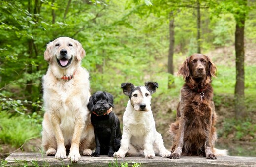 Πώς τα σκυλιά κατέκτησαν τον κόσμο (και τις καρδιές μας)