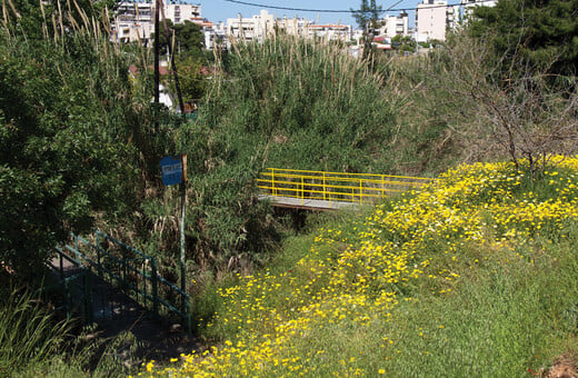 Η σημασία των ρεμάτων στις πόλεις και η περίπτωση της Πικροδάφνης