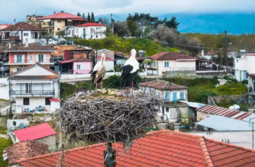 Λαμία: Οι πελαργοί επέστρεψαν στις φωλιές τους - Βίντεο