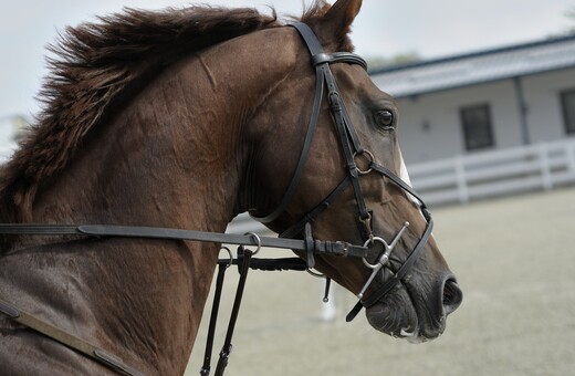 Εικόνες φρίκης στον Ασπρόπυργο: Άλογα άρρωστα, τυφλά, δεμένα με αλυσίδες- Στο εδώλιο οι υπεύθυνοι
