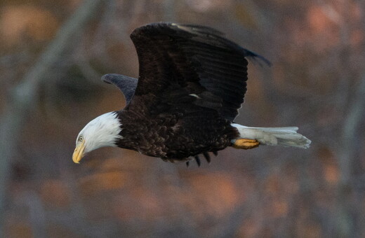 Most U.S. eagles suffer from lead poisoning, study suggests