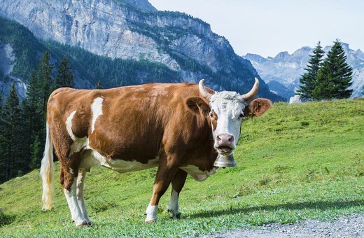 Η Νέα Ζηλανδία σχεδιάζει να φορολογήσει το ρέψιμο των αγελάδων