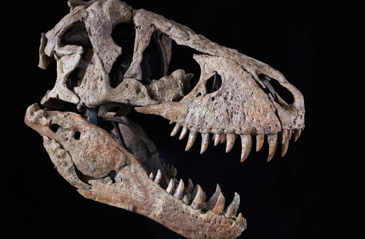 Κεφάλι δεινοσαύρου βγήκε στο «σφυρί» για 6 εκατ. δολάρια