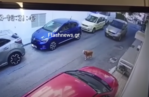 Ηράκλειο: Πρόστιμο 40.500 ευρώ στην οδηγό που πάτησε εν ψυχρώ σκύλο με το αυτοκίνητό της