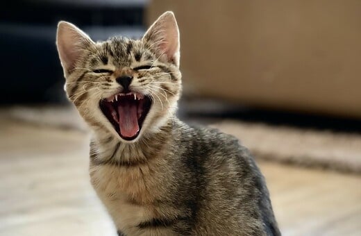 Τι σημαίνει «νιάου» στη γλώσσα της γάτας;- Ειδική γλωσσολόγος εξηγεί 