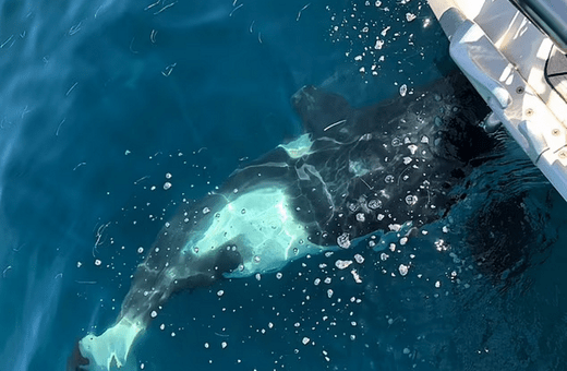 Φάλαινες διέλυσαν γιοτ στο Γιβραλτάρ - Ο καπετάνιος περιγράφει την «τρομακτική εμπειρία»