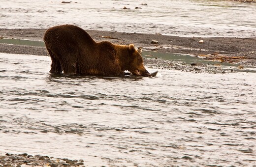 ΗΠΑ: Αρκούδα αγνόησε τους λουόμενους και βούτηξε στη θάλασσα για να δροσιστεί