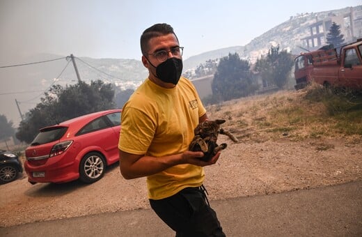 Ανοιχτός σταθμός πυρόπληκτων ζώων στο Γαλάτσι- Οδηγίες για τα εγκλωβισμένα 