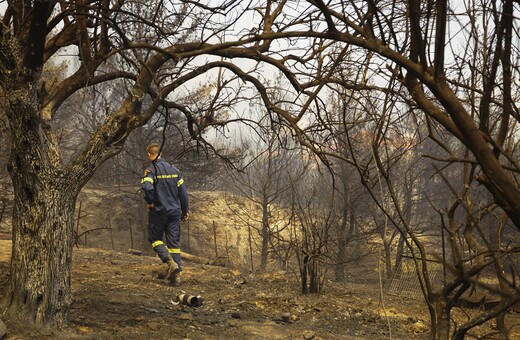 Φωτιές: Πάνω από 800.000 καμένα στρέμματα σε Αλεξανδρούπολη και Δαδιά