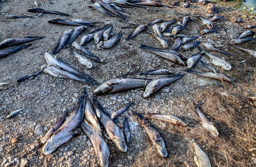 Νεκρά ψάρια στους δρόμους περιοχών της Θεσσαλίας μετά τις πλημμύρες 