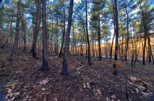 Έβρος: Μελέτη αποκατάστασης δασών από το WWF