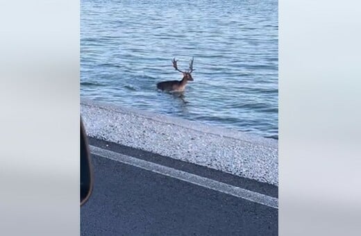 Λέσβος: Ένα ελάφι κατέβηκε στη θάλασσα, στον κόλπο της Γέρας