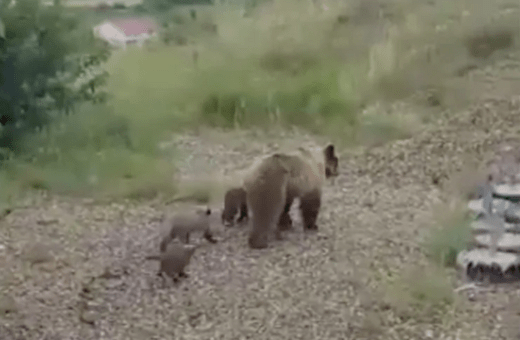 Αρκούδα με 4 μικρά σε χωριό της Μακεδονίας - Όλο και πιο συχνή η εμφάνιση σε κατοικημένες περιοχές