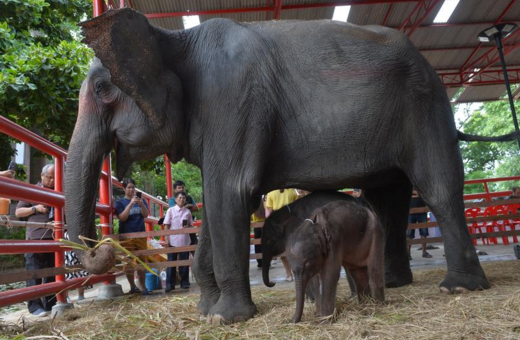 Ταϋλάνδη: Ελεφαντίνα γέννησε δίδυμα – Από τον τρόμο της πήγε να σκοτώσει το δεύτερο μωρό