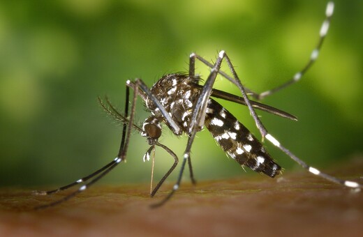 Τα κουνούπια τίγρεις «φέρνουν» τον δάγκειο πυρετό στην Ευρώπη