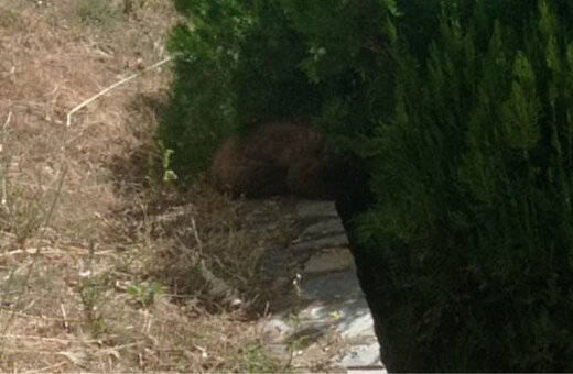 Καστοριά: Απεγκλώβισαν από προαύλιο χώρο ξενοδοχείου μικρή αρκούδα έξι μηνών