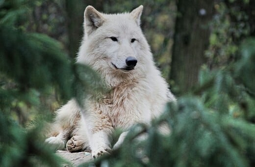 Γαλλία: Της επιτέθηκαν λύκοι ενώ έκανε τζόκκινγκ- Νοσηλεύεται σε κρίσιμη κατάσταση