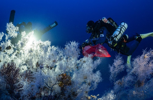 Ινστιτούτο «Αρχιπέλαγος»: Δράση για τα άγνωστα κοράλλια του Αιγαίου
