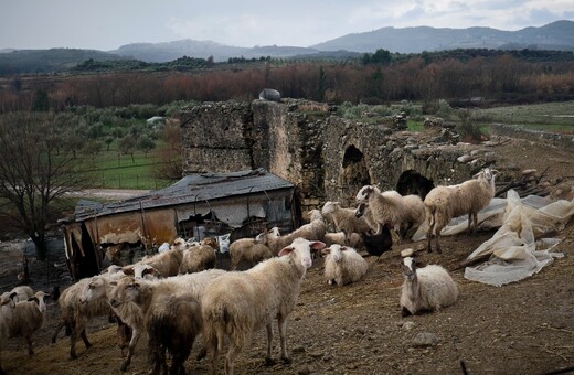 Εντοπίστηκε πανώλη σε αιγοπρόβατα στη Λάρισα και τα Τρίκαλα