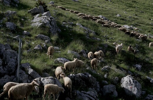 Πανώλη: τα μέτρα που αποφασίσθηκαν μετά το εντοπισμό κρούσματος στην ορεινή Κορινθία