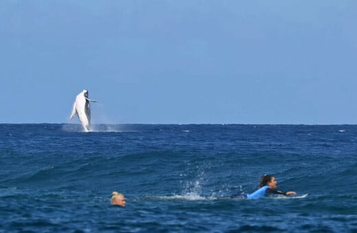 Ολυμπιακοί Αγώνες: Φάλαινα κάνει photobombing και διακόπτει το σέρφινγκ στην Ταϊτή