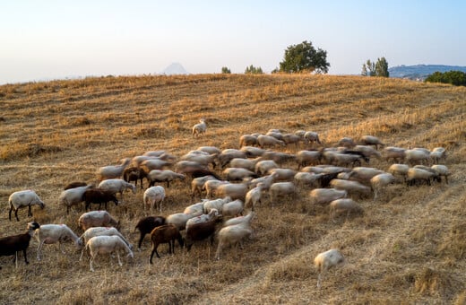 Υπό εξαφάνιση το αιγοπρόβειο κρέας από την αγορά μετά τα κρούσματα πανώλης