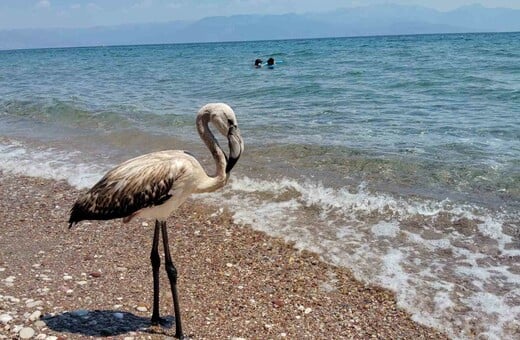 Έκκληση της ΑΝΙΜΑ για τα νεαρά φλαμίνγκο που χάνουν το σμήνος τους τις τελευταίες ημέρες