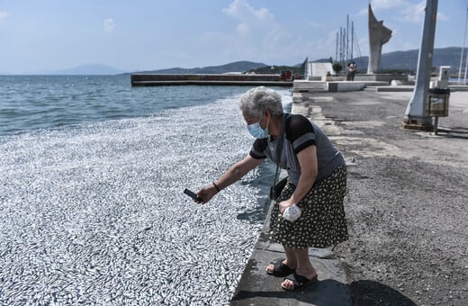 Βόλος: Εισαγγελική παρέμβαση για τα χιλιάδες νεκρά ψάρια – Υγειονομική «βόμβα» ο Παγασητικός