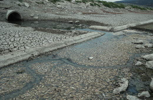 Βόλος: Σχεδόν πλήρως καθάρισε ο Παγασητικός από τα νεκρά ψάρια – Σε ισχύ η απαγόρευση κολύμβησης