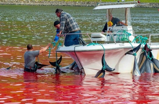 Η θάλασσα βάφτηκε ξανά κόκκινη στα Νησιά Φερόε- Έσφαξαν 130 δελφίνια σε μια ημέρα