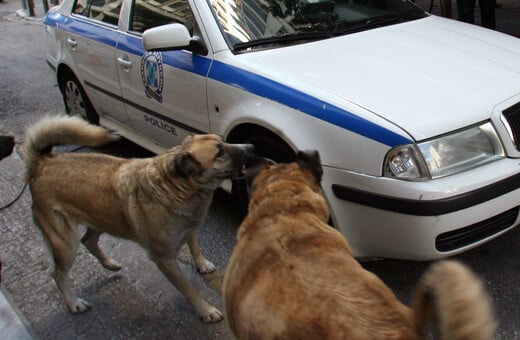 Αγέλη αδέσποτων σκύλων επιτέθηκε και δάγκωσε 5χρονο στον Βόλο