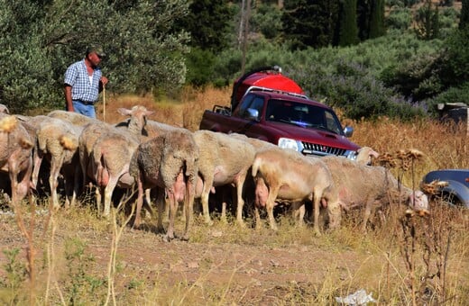 Ευλογιά των προβάτων: Κλείνουν τα σφαγεία σε όλη τη χώρα