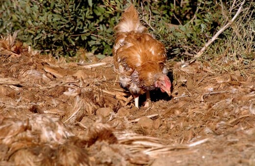 Διενέργεια προληπτικών ελέγχων για γρίπη των πουλερικών