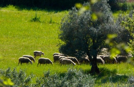 Ευλογιά προβάτων: Πού εφαρμόζονται νέα μέτρα