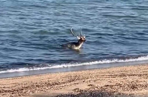 Λήμνος: Ελάφι βούτηξε στη θάλασσα