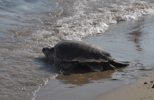 Μαραθωνήσι: Κίνδυνο για την Caretta caretta από οικοδομικές εργασίες, καταγγέλλουν οργανώσεις